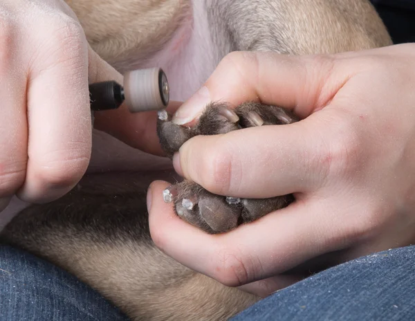 Clipping dog nails — Stock Photo, Image