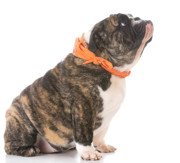 Female english bulldog — Stock Photo, Image