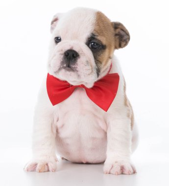 İngilizce bulldog yavrusu