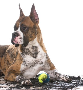 pis köpek topla