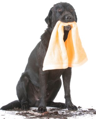 duş almak için bekleyen köpek