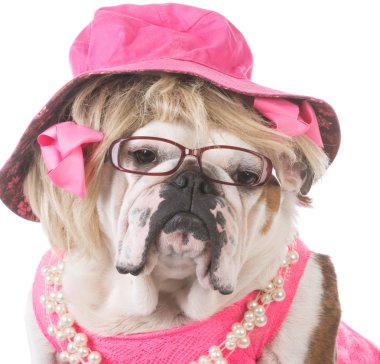 İngilizce bulldog giysili