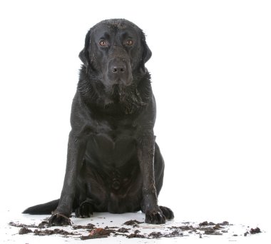 çamurlu pis köpek