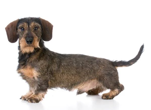 Bassotto in miniatura wirehaired — Foto Stock