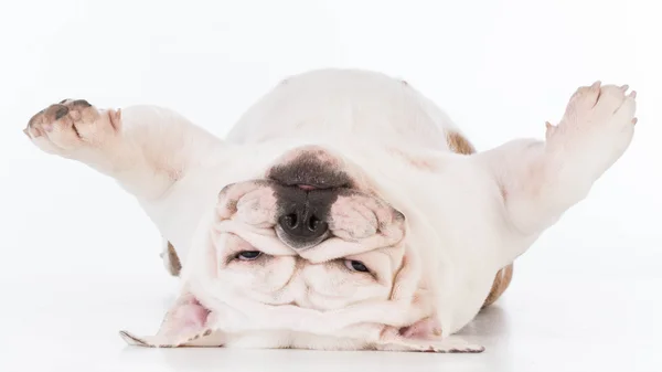 Hund liegt kopfüber — Stockfoto