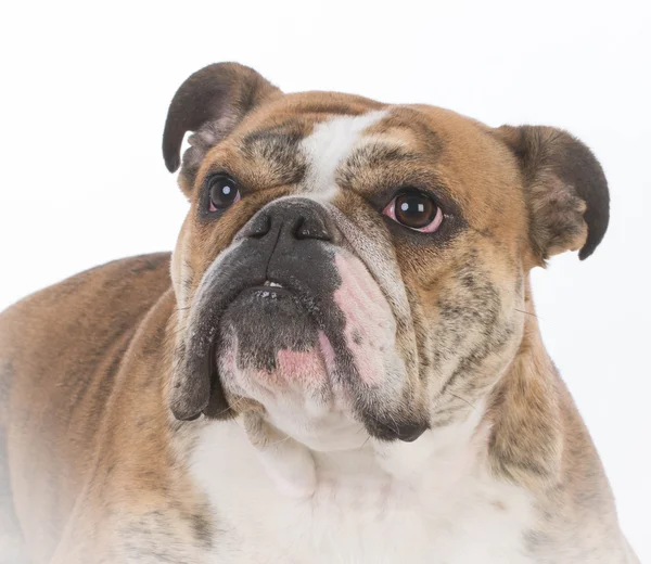 Retrato de Bulldog Inglês — Fotografia de Stock