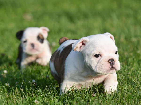 Cachorros bulldog brincando — Fotografia de Stock