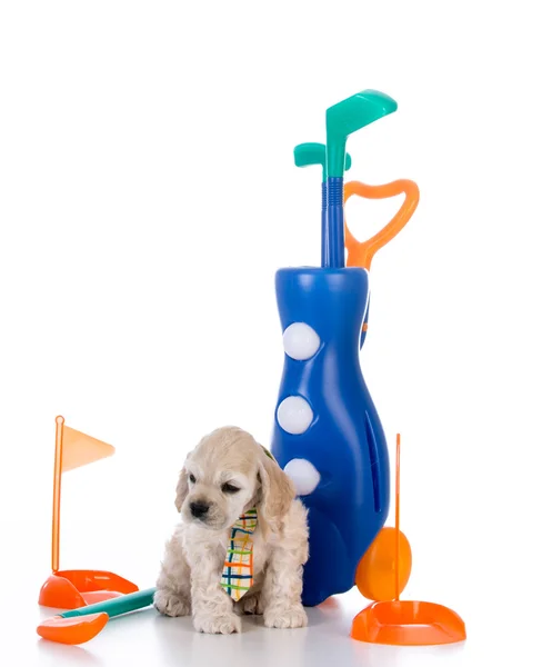 Dog in tie by golf toys — Stock Photo, Image