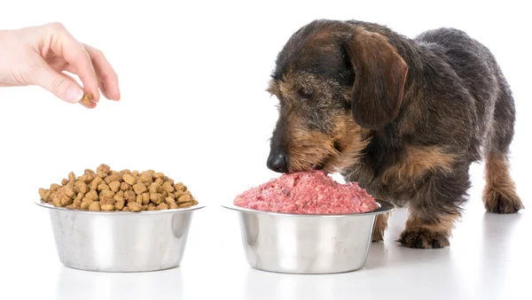 Feeding raw or kibble — Stock Photo, Image