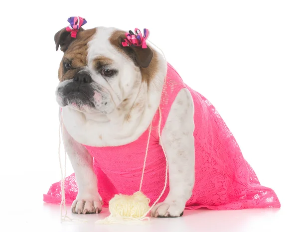 Elbise giyen kadın bulldog — Stok fotoğraf