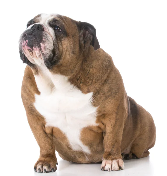 Senior bulldog inglese — Foto Stock