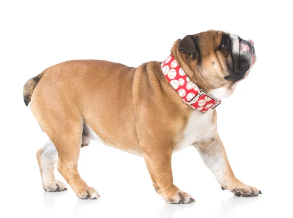 English bulldog standing — Stock Photo, Image