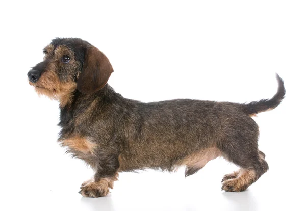 Miniature wirehaired dachshund — Stock Photo, Image
