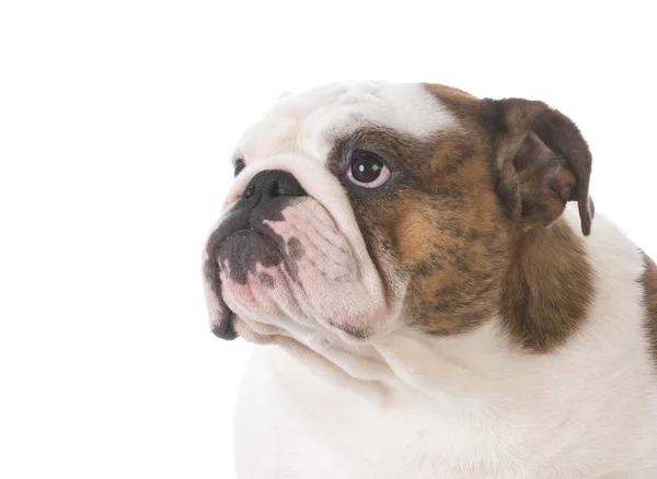 Engels bulldog portret — Stockfoto