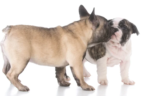 Dois cachorros brincando — Fotografia de Stock