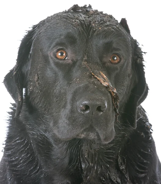 Muddy dirty dog — Stock Photo, Image