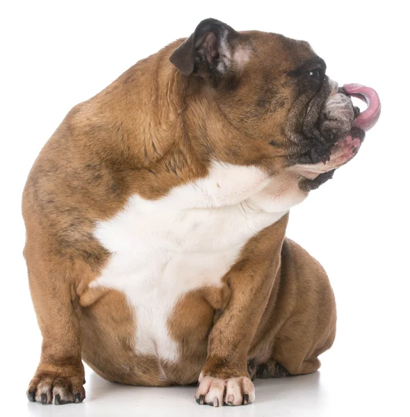 Hond likken lippen — Stockfoto