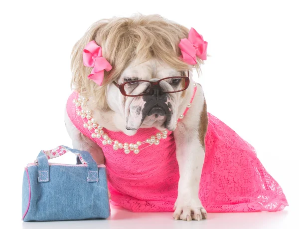 Bulldog inglese femminile — Foto Stock