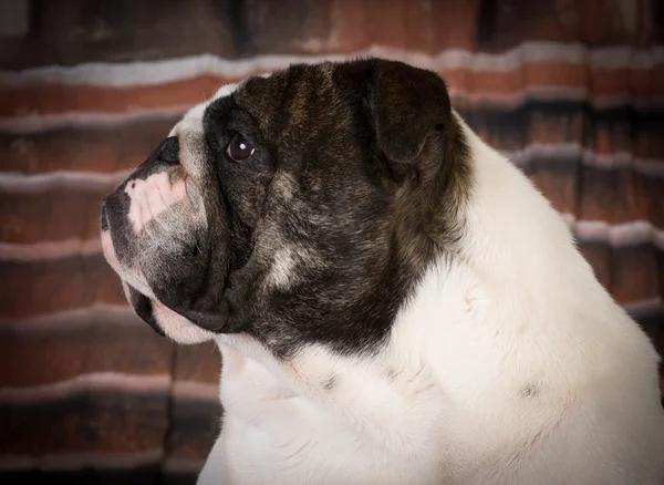 Engels bulldog portret — Stockfoto