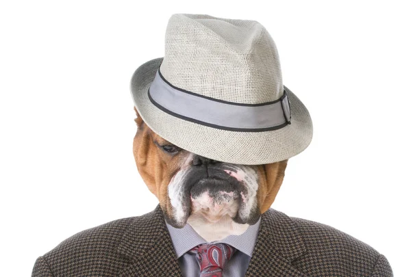 Bulldog gekleed als een man — Stockfoto