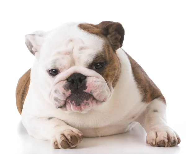 Engels bulldog pup — Stockfoto