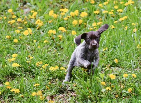 Cachorro brincando na grama — Fotografia de Stock
