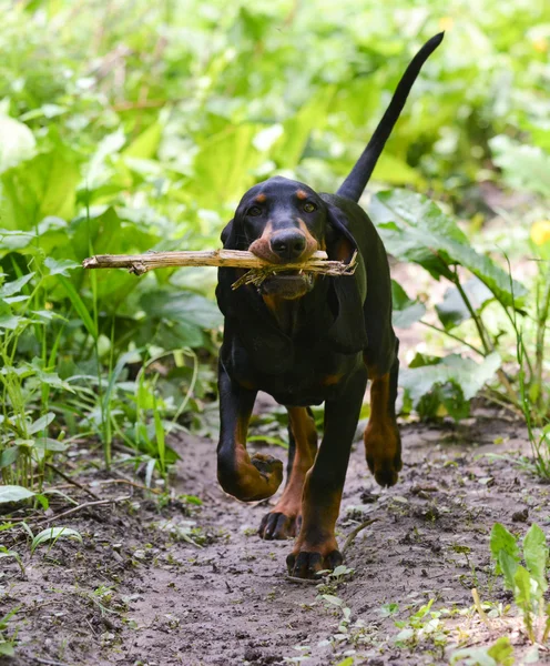 Hundespaziergang — Stockfoto