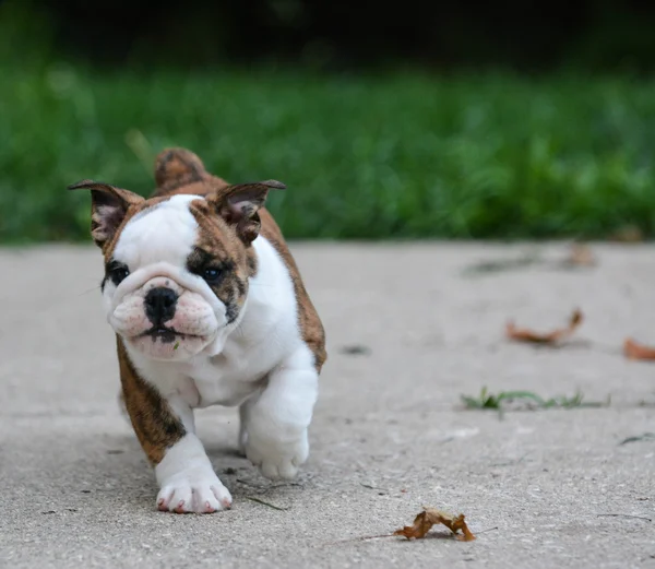 Cachorrinho inglês Bulldog — Fotografia de Stock