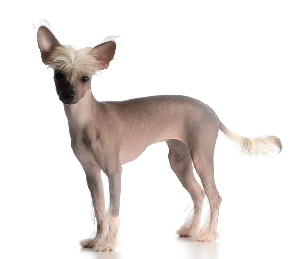 Chinese crested puppy — Stock Photo, Image