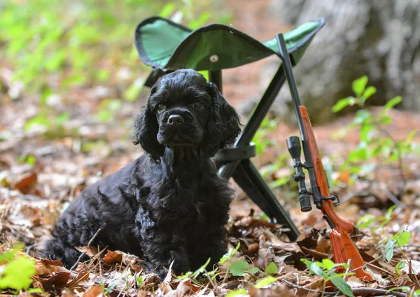 Cão de caça — Fotografia de Stock