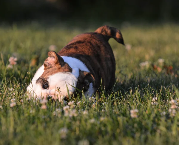遊んでいる子犬 — ストック写真