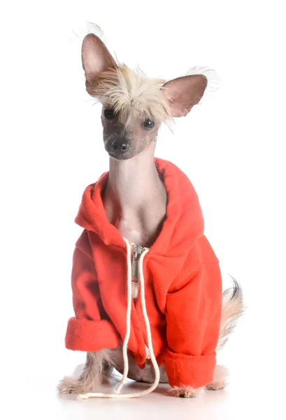 Hond dragen trui — Stockfoto