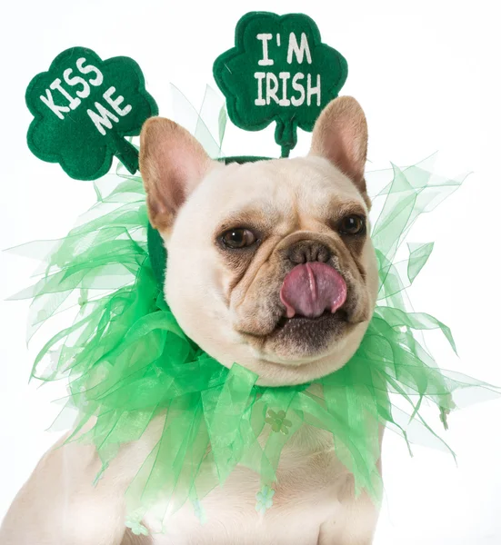 St Patricks Day dog — Stock Photo, Image