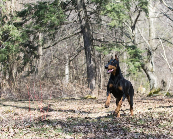 Doberman in esecuzione — Foto Stock