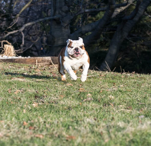 Angol bulldog, futás — Stock Fotó