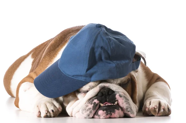 Chien portant une casquette de baseball — Photo