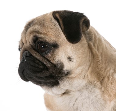 Pug baş portre