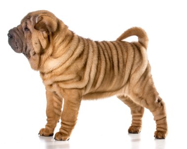 Çin shar pei