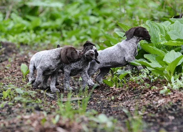 Litter of puppies playing — Stock Photo, Image