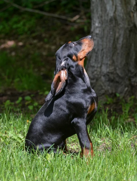 Szczeniak coonhound — Zdjęcie stockowe