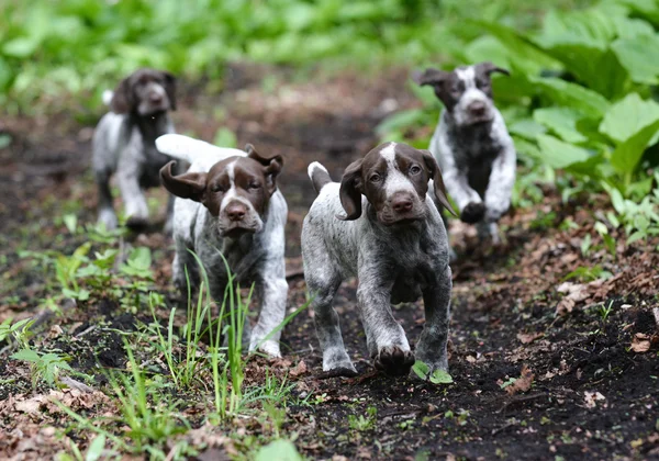 Nest puppies — Stockfoto