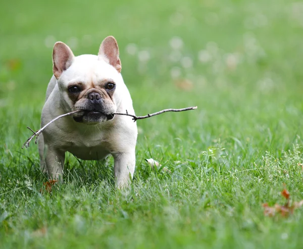 Cane che gioca con bastone — Foto Stock