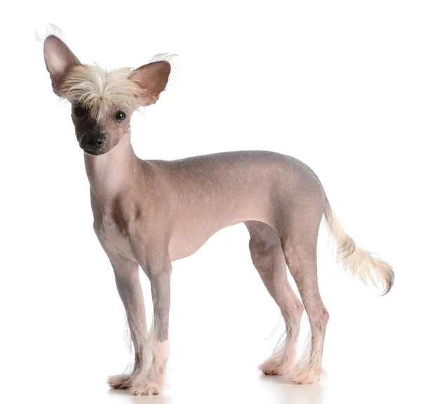 Chinese crested puppy — Stock Photo, Image