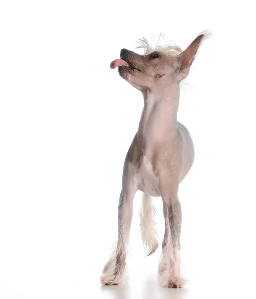 Hond steekt tong uit — Stockfoto