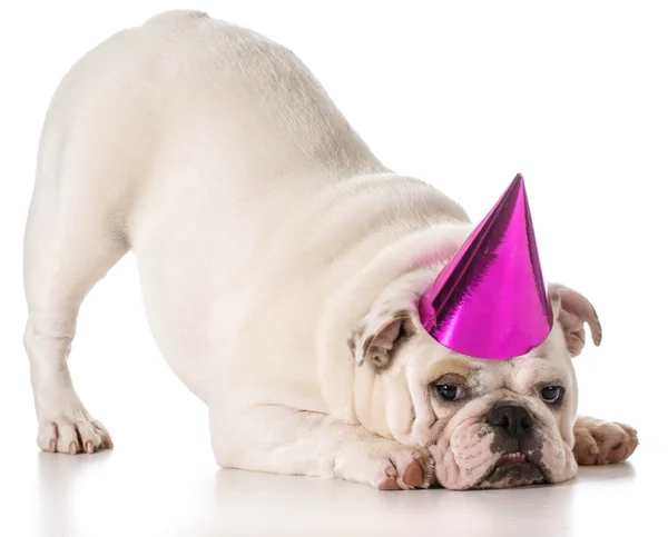 Birthday dog — Stock Photo, Image