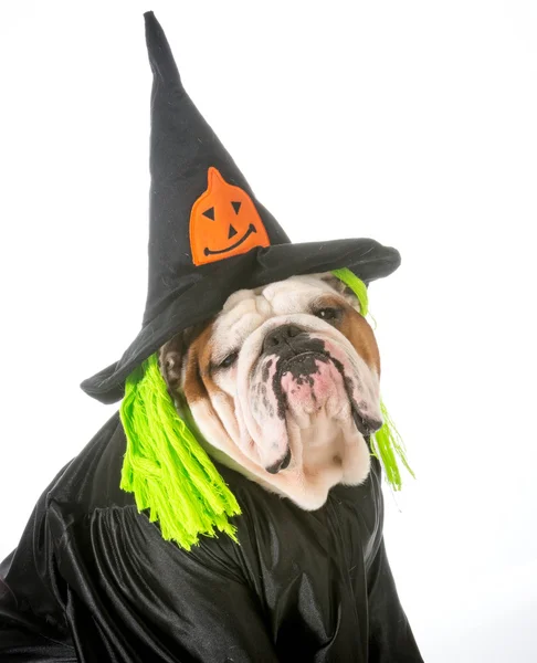 Pies czarownicy — Zdjęcie stockowe