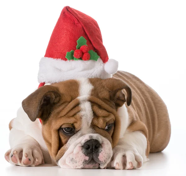 Рождественский щенок — стоковое фото