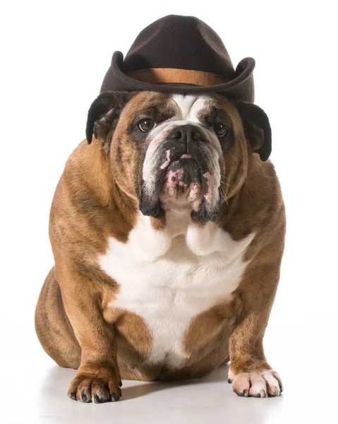 Country dog — Stock Photo, Image