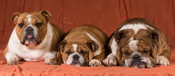 Τρία σκυλιά — Φωτογραφία Αρχείου