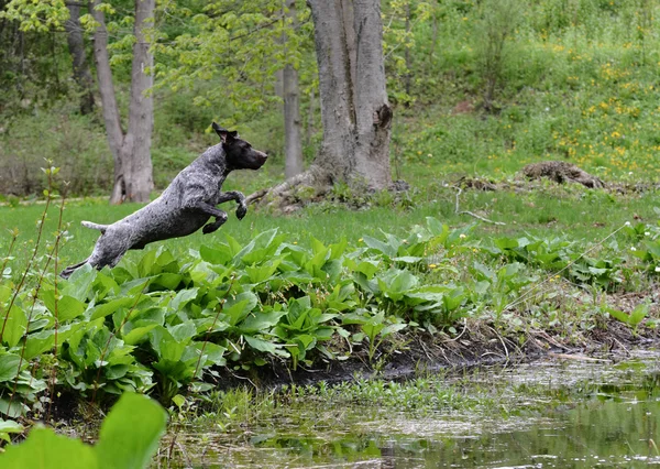 Hond zwemmen — Stockfoto